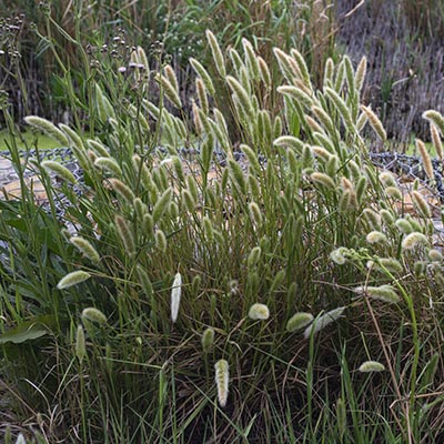 Pennisetum alopecuroïdes (Herbe aux écouvillons)